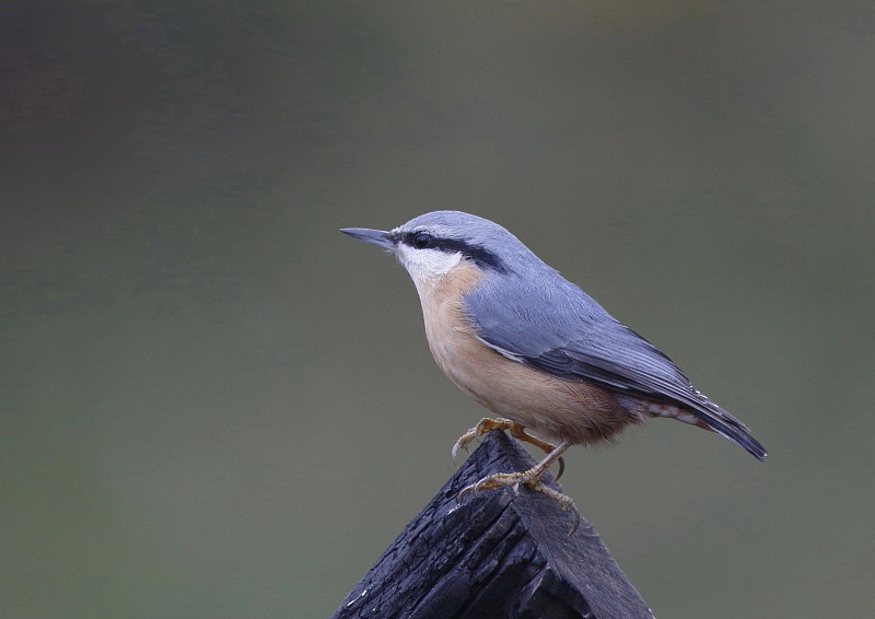 Fotografie: 
3x brhlk I