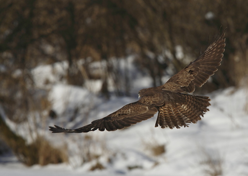 Fotografie: 
Loupe V