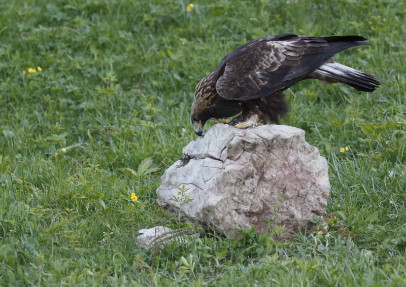 Fotografie: 
Jet nabrousit piku...