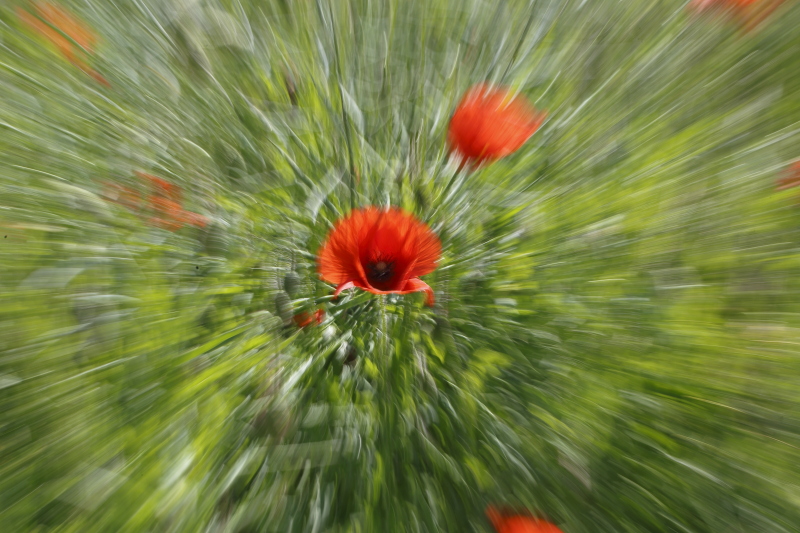 Fotografie: 
Flamengo II