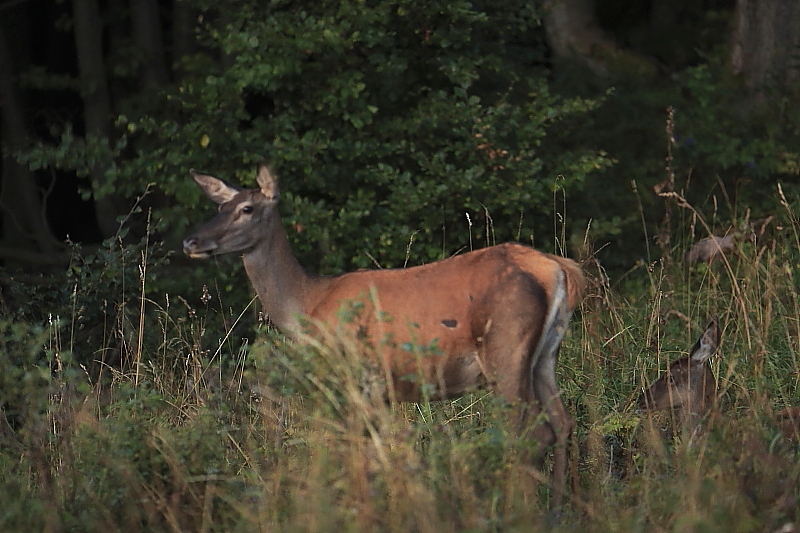 Fotografie: 
La s potomkem