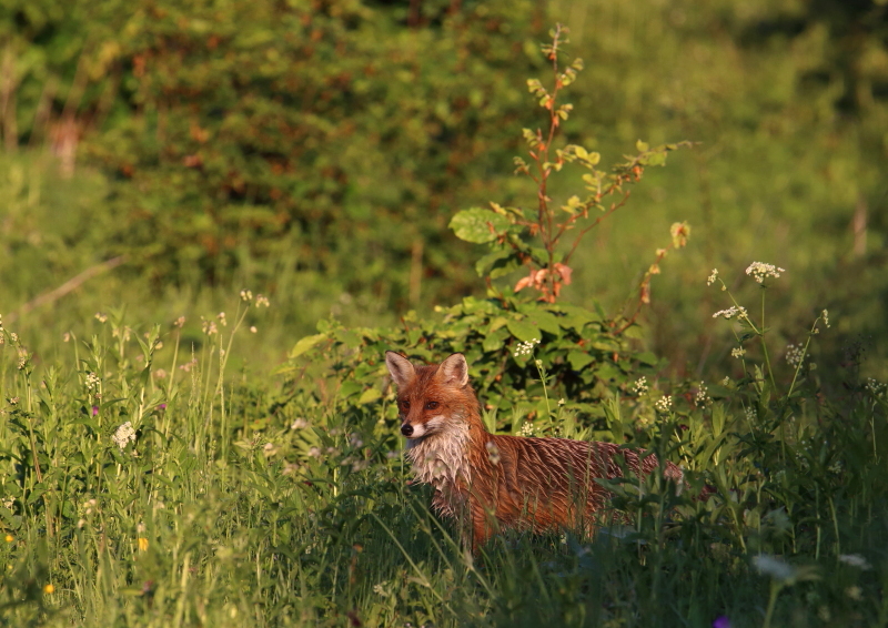 Fotografie: 
V rann louce