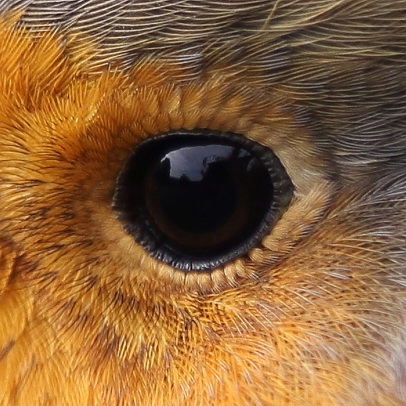 Fotografie: 
V oku ervenky III