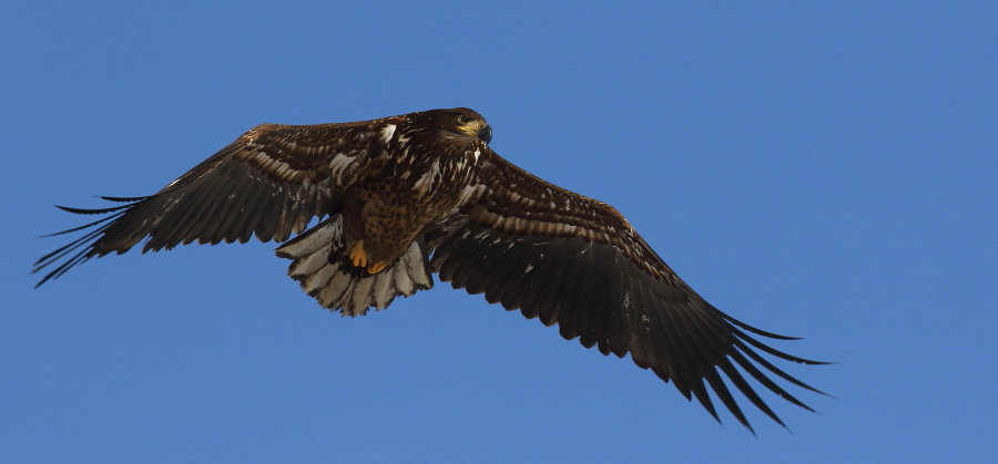 Fotografie: 
Haliaeetus albicilla