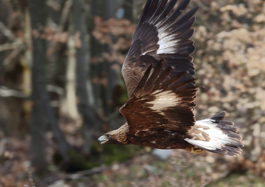 Fotografie: 
Orl vkend V