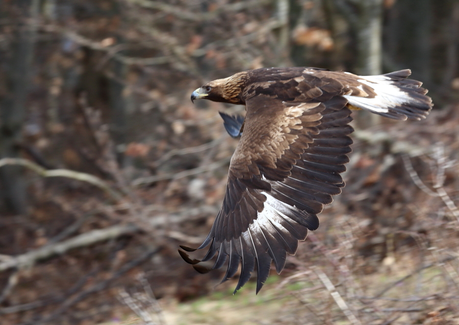 Fotografie: 
Orl vkend IV