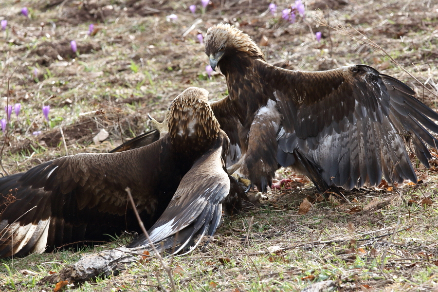 Fotografie: 
Orl vkend III