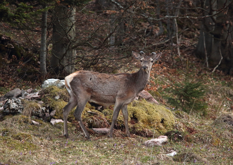 Fotografie: 
Dorstn II