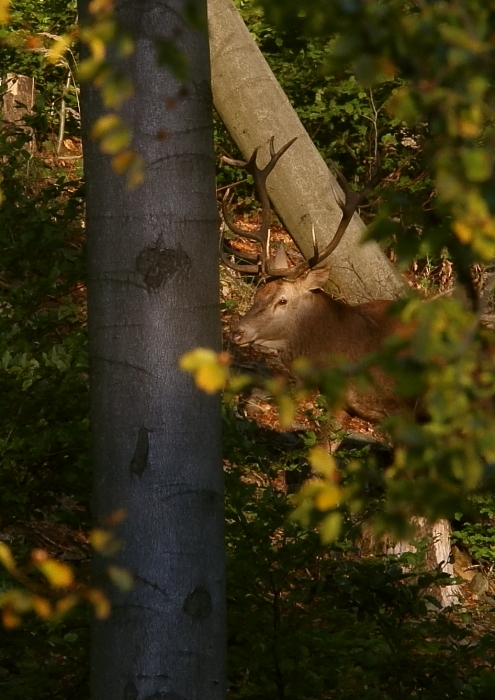 Fotografie: 
Tsn vedle III.