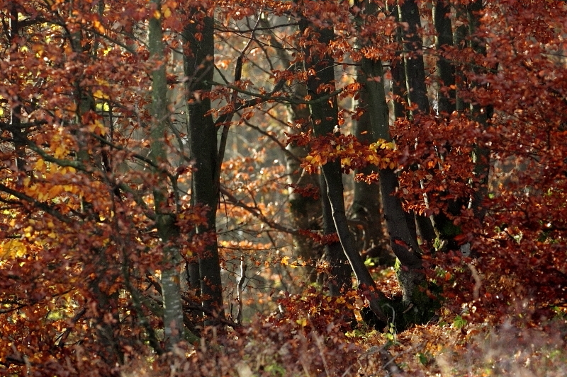 Fotografie: 
Obyejn les - ?