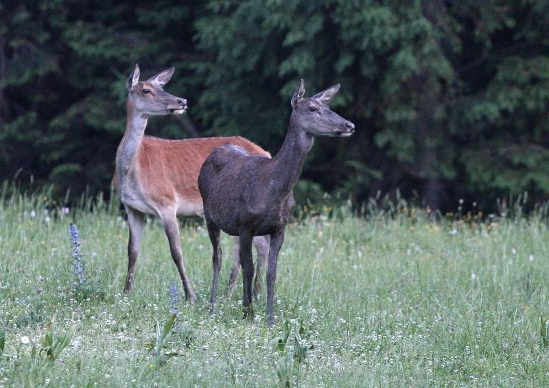 Fotografie: 
Tandem II