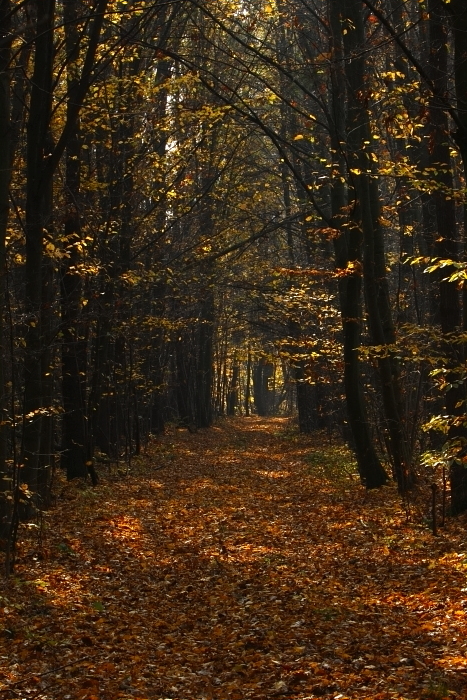 Fotografie: 
Podzim v Pomorav
