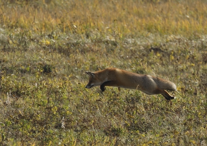 Fotografie: 
V polednm slunci III