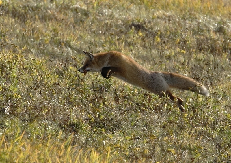 Fotografie: 
V polednm slunci II