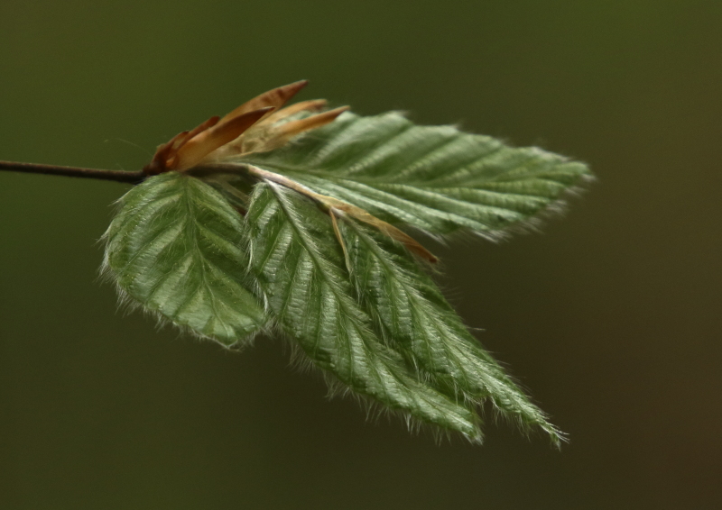 Fotografie: 
test