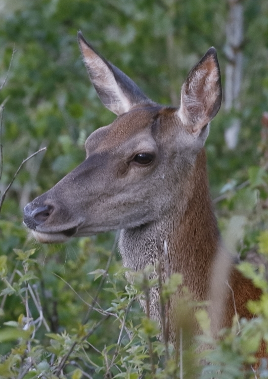 Fotografie: 
Klid a mr II