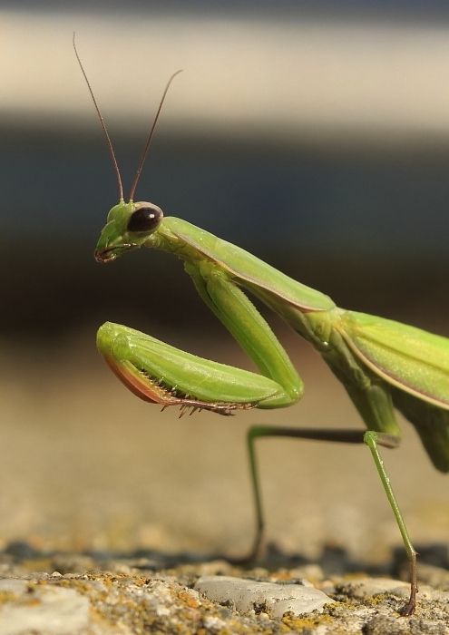 Fotografie: 
Invaze na sever I