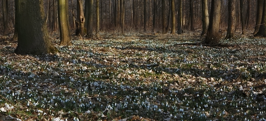 Fotografie: 
Kdy nasn snenky