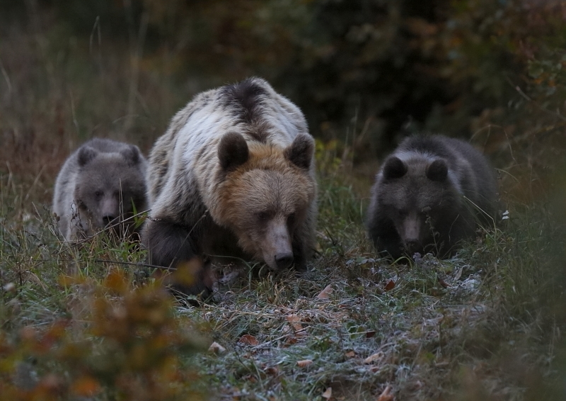 Fotografie: 
Obas se i zada.