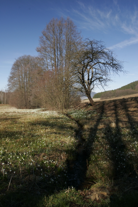 Fotografie: 
Zasneno bledulemi