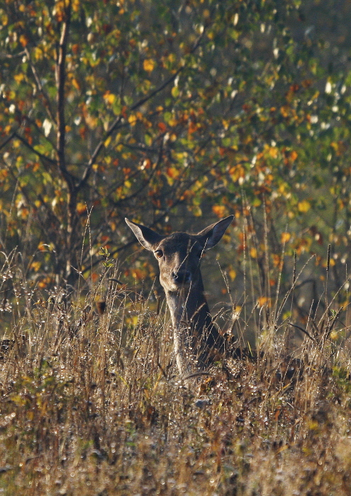 Fotografie: 
V rann rose