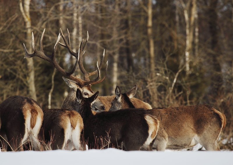 Fotografie: 
V kruhu rodinnm