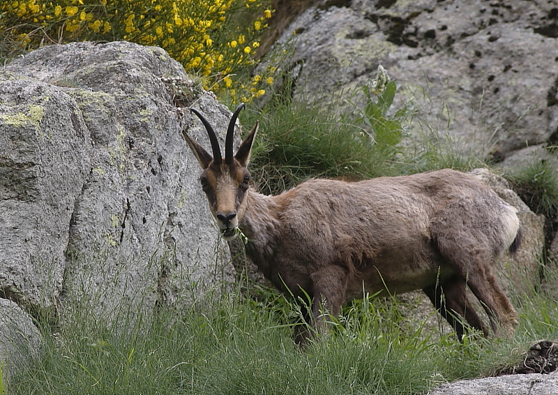 Fotografie: 
Pyrenejsk kamzk II