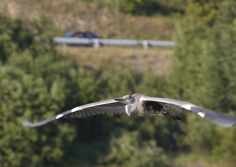 Fotografie: 
Letovka volavky I