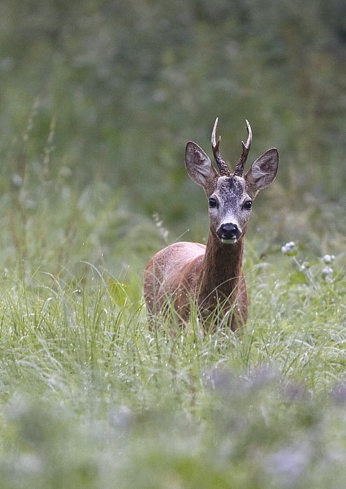 Fotografie: 
Hledn