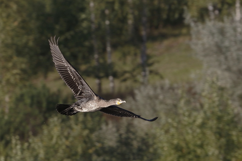 Fotografie: 
Letovka kormorna velkho III