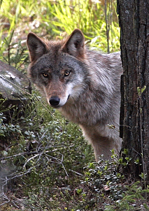 Fotografie: 
Vlk -Canis Lupus L.