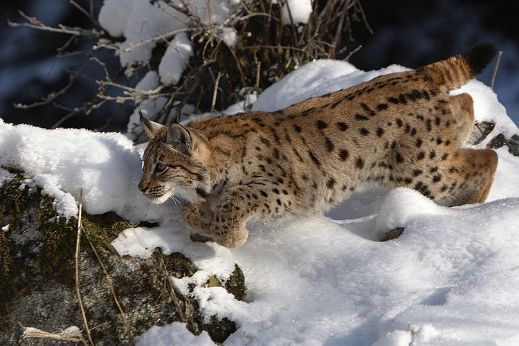 Fotografie: 
Rys - Lynx lynx L.