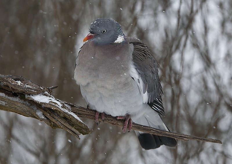 Fotografie: 
I holub me mt hla