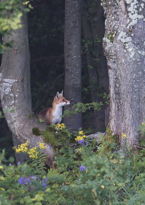 Fotografie: 
Variace na liku II