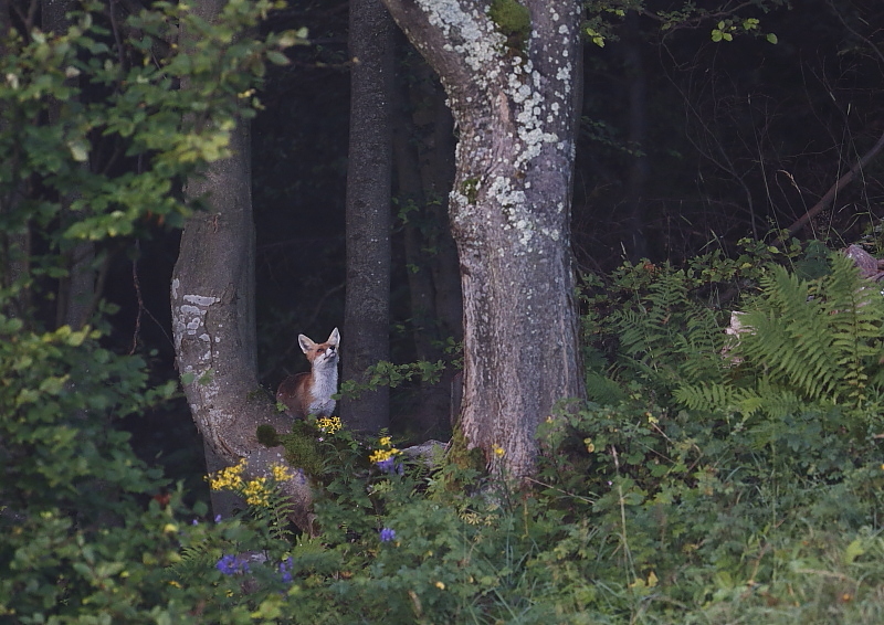 Fotografie: 
Variace na liku I