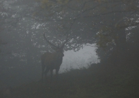 Zobrazit fotografii Mln pelud