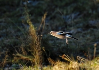 Zobrazit fotografii Letm uloit zsoby I