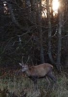 Zobrazit fotografii Veern pastva II