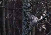 Zobrazit fotografii Zvdav Putk blav