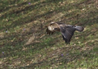 Zobrazit fotografii Letov studie III