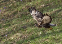 Zobrazit fotografii Letov studie II