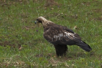 Pozorovatel