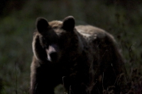 Zobrazit fotografii Půlnoční medvěd III