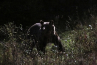 Zobrazit fotografii Půlnoční medvěd I