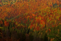 Zobrazit fotografii Podzimní paleta