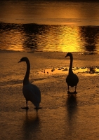 Zobrazit fotografii Zlatý večer v Písku