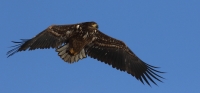 Haliaeetus albicilla