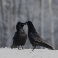 Zobrazit fotografii Moc se nevytahuj