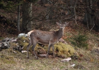 Dorstn II