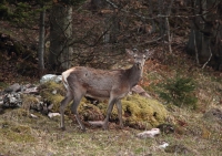 Zobrazit fotografii Dorstn II